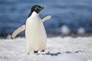 Adelie Pinguin im Element