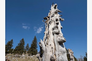 Fichten-Dürrständer am Chasseral
