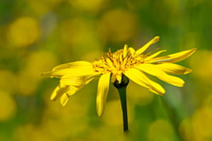 Wiesen-Bocksbart-Blüte