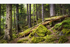 Urwald Bettlachstock