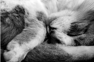 Tomcats Mittagsnickerchen