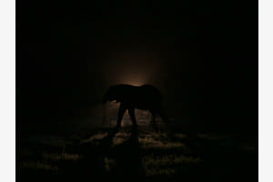 Elefant im Schatten Elefant im Schatten