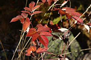 Herbstlaub