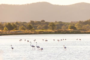 Flamingos Flamingos