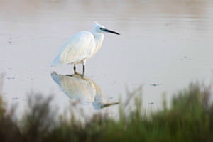 Aigrette garzette Aigrette garzette