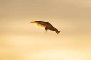 Sterne naine au lever du soleil Sterne naine au lever du soleil
