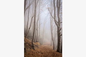 Novemberstimmung
