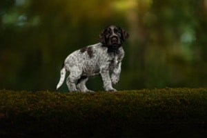 Vorstehender Jagdhunde Welpen (Griffon Korthals)