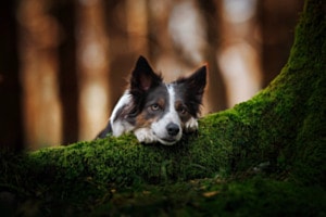 Waldliebe 