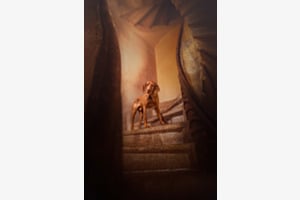 Doppelwendeltreppe einmal anders 