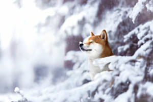 Wintertraum