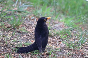 ER sitzt wie ein Pinguin
