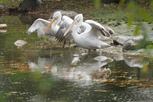 Krauskopfpelikane Tiergarten Bern Krauskopfpelikane Tiergarten Bern