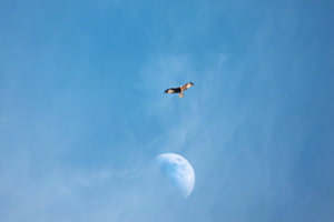 To the moon and back