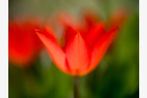 Tulpenrot