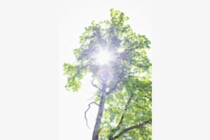 Photosynthesis