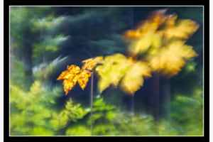 Herbst Impression