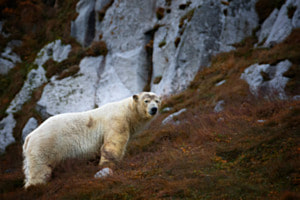 Eisbär im arktischen Spätsommer Eisbär im arktischen Spätsommer
