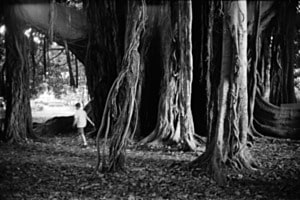 Lost under the monumental ficus Lost under the monumental ficus