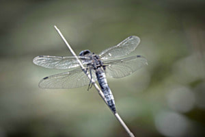 Libelle