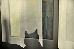 Schwarze Katze Schwarze Katze