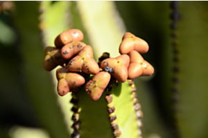 Kaktusblüte