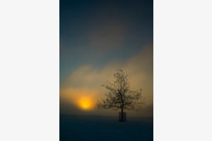 Baum im Untergang