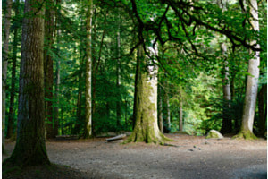Stille im Wald