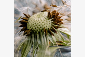 Pusteblume