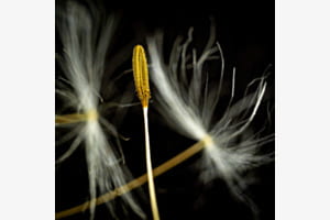Pusteblume