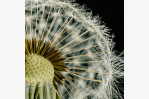Pusteblume