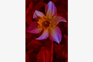 Flowers in spring