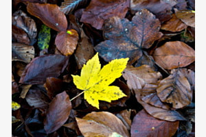 Golden Leaf