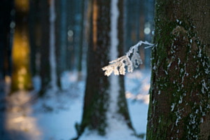 Frostzweig