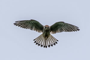 Turmfalke auf Beutejagt Turmfalke auf Beutejagt