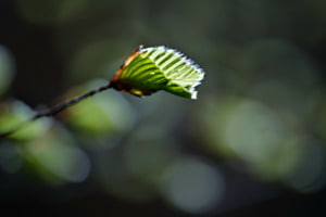 Entfaltung