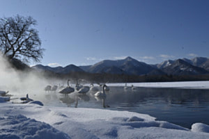 Singschwäne am Lake Kussharo 