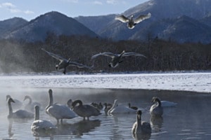 Singschwäne  im Anflug  Lake Kussahro 
