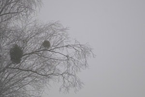 Arbre dans la brume