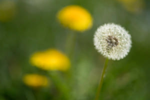 Pustelblume