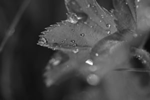 Drop Drop