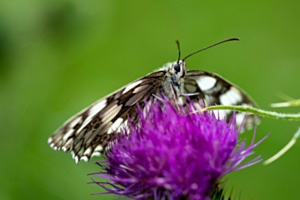 Auf der Sommerwiese