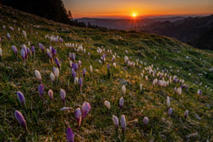Krokusblüte auf dem Rämisgummen