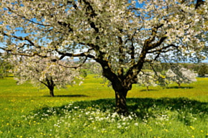 Apfelblüte im Thurgau