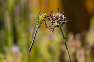 Libelle