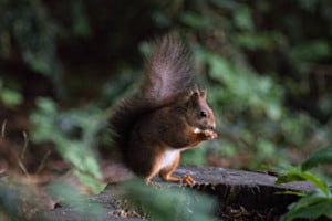 Eichhörnchen Eichhörnchen