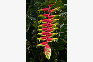 Heliconia
