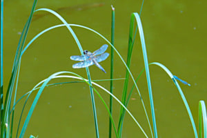 Blaue Libellen