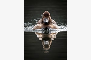 Ente auf Kurs