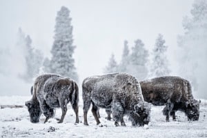 Drei Bisons